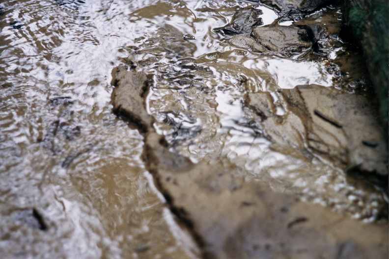 Swift Camp Creek